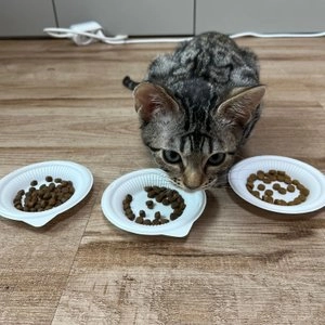 [사료샘플] 요세라 네이처캣 그레인프리 연어&오리 60g 베스트 후기 이미지