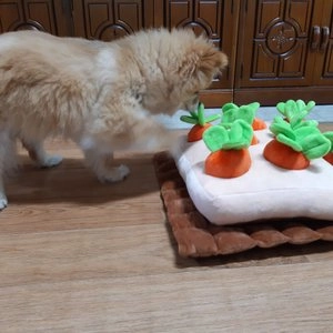 펫홀릭 노즈워크 당근농장 베스트 후기 이미지