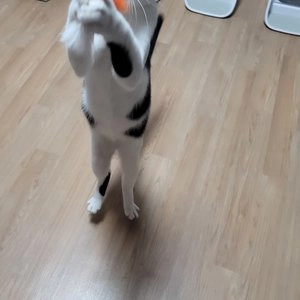 [색상랜덤] 펫모닝 2줄 꼬리 베스트 후기 이미지