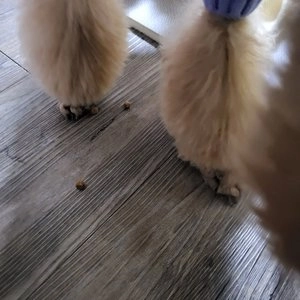 지위픽 독 사슴고기 454g 베스트 후기 이미지