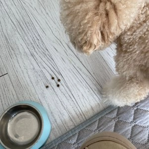 후코홀릭 인섹트도그 체중 2.4kg 베스트 후기 이미지