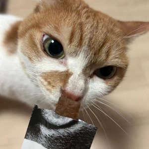 알모네이쳐 캣 홀리스틱 스낵 참치 5g*3p 베스트 후기 이미지