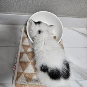 펫홀릭 에코 세라믹 식기 옐로우/화이트 베스트 후기 이미지