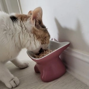 오쥬 바이 로우즈 캣 치킨가슴살&오리 파우치 69g 베스트 후기 이미지