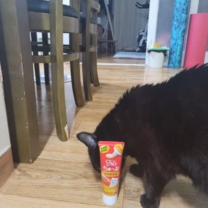 이나바 캣 챠오 츄브 닭고기 80g 베스트 후기 이미지