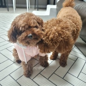 [무료배송] 네오핏 소프트 구름 패딩 3color S-XL 베스트 후기 이미지