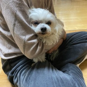 시그니처바이 독 A/a 식욕촉진&기력회복 스틱 10g*5p 베스트 후기 이미지