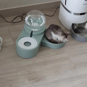 [무료배송] 힐링타임 올인원 자동급수기 민트 베스트 후기 이미지