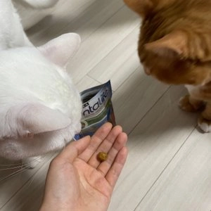 퓨리나 캣 덴탈라이프 연어 51g 베스트 후기 이미지