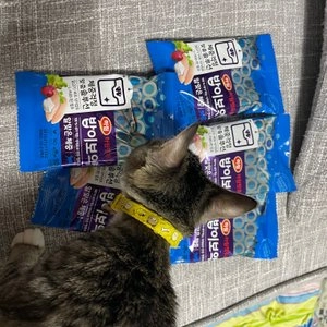 밥이보약 캣 알맞은 체중 3.4kg 베스트 후기 이미지