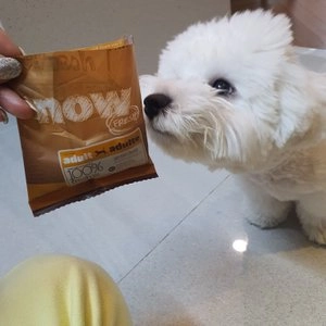 now 독 프레쉬 그레인프리 올브리드 어덜트 1.36kg 베스트 후기 이미지