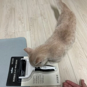 반려일상 2in1 쏙쏙브러쉬 베스트 후기 이미지