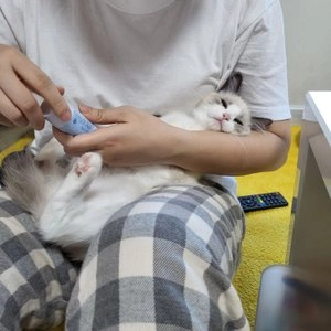 아인솝 펫 수딩밤 14g 베스트 후기 이미지