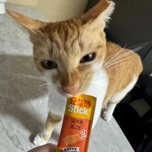 [수요특가] 묘설렘 치킨 스틱 10g*40p 베스트 후기 이미지