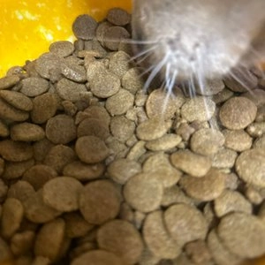 해피독 토스카나 빅 11kg 베스트 후기 이미지