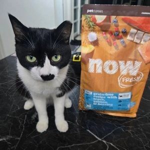 now 캣 프레쉬 그레인프리 피쉬 레시피 어덜트 모음 베스트 후기 이미지