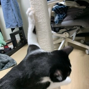 펫모닝 면로프 37m 베스트 후기 이미지