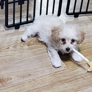 [웰컴딜] ANF 독 밀크스틱 27p 베스트 후기 이미지