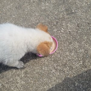 에버그로 펫밀크 초유 150ml 베스트 후기 이미지