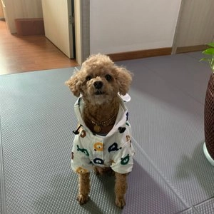 [무료배송] 도그웨그 곰돌이 우비 레인코드 M-28 베스트 후기 이미지