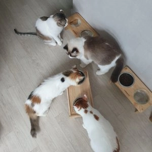 내추럴발란스 캣 인도어 울트라 포뮬라 6.81kg 베스트 후기 이미지