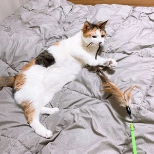 펫모닝 스윙캣 꿩깃털  베스트 후기 이미지