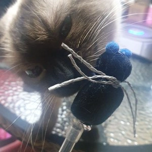 [NEW신상]펫모닝 냥냥펀치 딱정벌레 베스트 후기 이미지