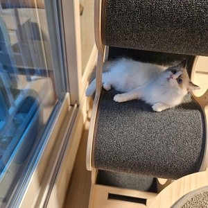 퓨리나 캣 프리스키 파티믹스 치즈크레이지 60g 베스트 후기 이미지