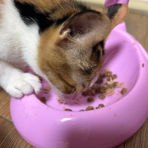 [NEW신상]오스테크 캣 울트라 참치 토핑 연어 젤리 파우치 70g 베스트 후기 이미지