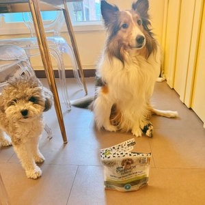 [체험단] 프로덴 독 플라그오프 덴탈본 미니 야채 119g 베스트 후기 이미지