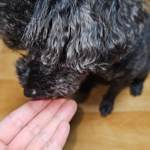 [무료배송] 누터스가든 오리앤대구 독 2kg 피부모질 장건강 베스트 후기 이미지