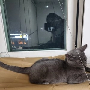 발라당 캣 윈도우해먹 베이직 베스트 후기 이미지