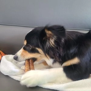 와일드라이프 독 홀스스틱 말울대 50g 베스트 후기 이미지