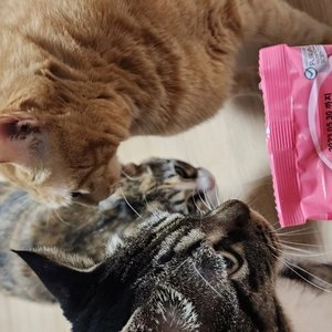 퓨리나 캣 원 키튼 1.4kg 베스트 후기 이미지