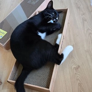 고양이섬 공룡 캣닢쿠션 베스트 후기 이미지