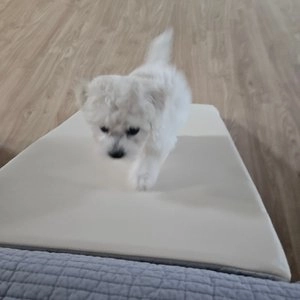 [무료배송] 초코펫하우스 논슬립 스텝 3.0 그레이/아이보리/핑크 베스트 후기 이미지