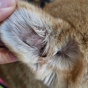 [설특가][무료배송] 정글몬스터 카모마일 이어클리너 120ml 베스트 후기 이미지