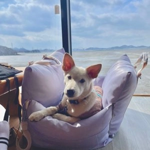 [무료배송] 세븐펫 구름 카시트 로즈핑크/쿨그레이 베스트 후기 이미지