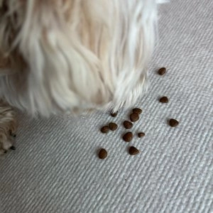 마이펫닥터 독 시그니쳐 오가닉 티어스 컨트롤 1kg 베스트 후기 이미지