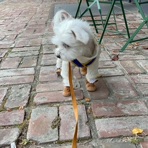 [무료배송] 도그아이 어그부츠 1호-5호 베스트 후기 이미지