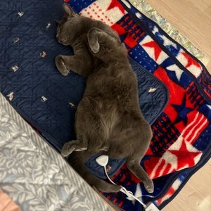 고집츄르 캣 네덜란드 산양유 11g*30p 베스트 후기 이미지