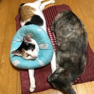 베스트 후기 이미지