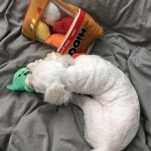 7번버스 슈퍼마켓 하이도그 삑삑바스락킁킁세트  베스트 후기 이미지