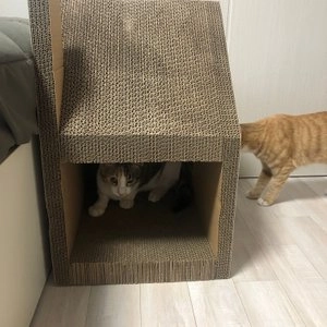 [무료배송] 야오미 노르딕 하우스 스크래쳐 오리지날 베스트 후기 이미지