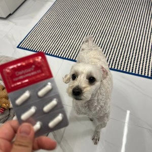 펫생각 임상완료 조인트 프로 관절 칼슘 슬개골 연골 영양제 60정 베스트 후기 이미지