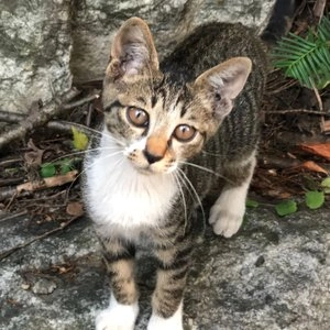 펫모닝 스윙캣 벌 베스트 후기 이미지