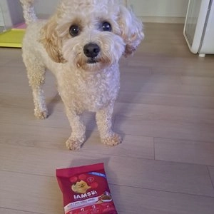 아이엠즈 독 1세이상 소형견용 3kg 베스트 후기 이미지