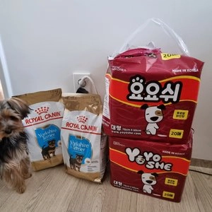 로얄캐닌 독 요크셔테리어 퍼피 1.5kg 피모관리 베스트 후기 이미지