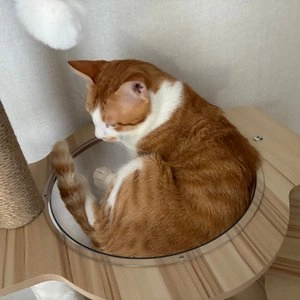 크레용펫 사막의 쉼터 캣타워 베스트 후기 이미지