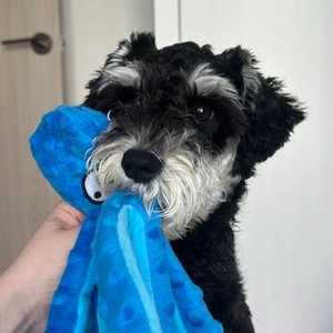 [무료배송] 딩동펫 애착인형 대발이 퍼플/블루/오렌지/그린 베스트 후기 이미지